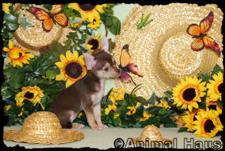 Macy the Chihuahua puppy