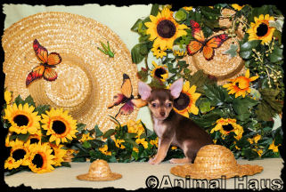 Macy the Chihuahua puppy