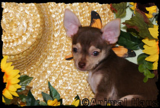 Macy the Chihuahua puppy