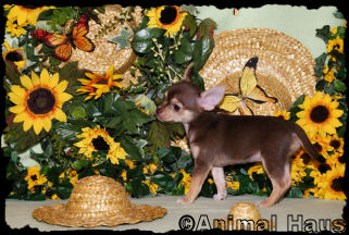Macy the Chihuahua puppy