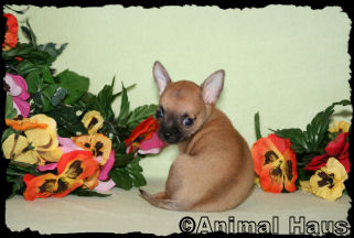 Mario the chihuahua puppy