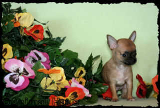 Mario the chihuahua puppy