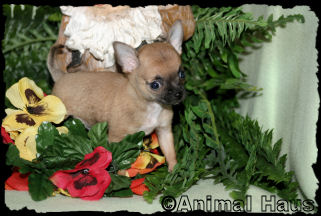 Mario the chihuahua puppy