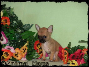 Mario the chihuahua puppy