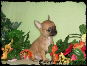 Mario the chihuahua puppy