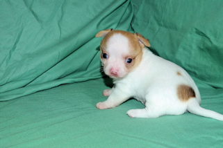 Marshmellow - Fawn spotted male chihuahua puppy
