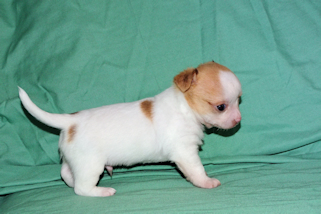 Marshmellow - Fawn spotted male chihuahua puppy