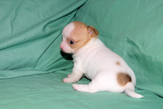 Marshmellow - Fawn spotted male chihuahua puppy