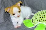 Marshmellow - Fawn spotted smoothcoat male chihuahua puppy