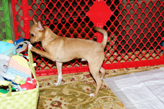 Martin- Red with white markings male chihuahua puppy