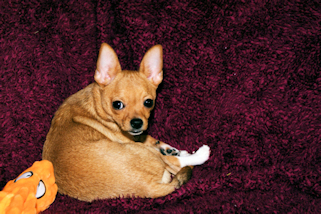 Martin- Red with white markings male chihuahua puppy
