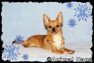 Marvin the Chihuahua puppy