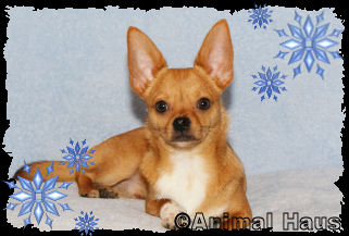 Marvin the Chihuahua puppy
