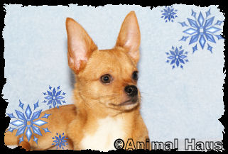 Marvin the Chihuahua puppy