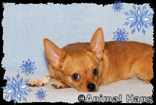 Marvin the Chihuahua puppy
