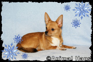 Marvin the Chihuahua puppy