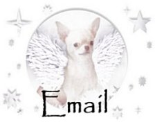 Email Animal Haus