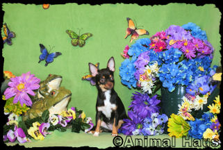Miss Piggy the Chihuahua Puppy