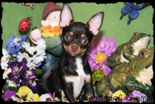 Miss Piggy the Chihuahua Puppy