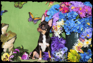Miss Piggy the Chihuahua Puppy