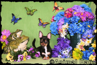 Miss Piggy the Chihuahua Puppy