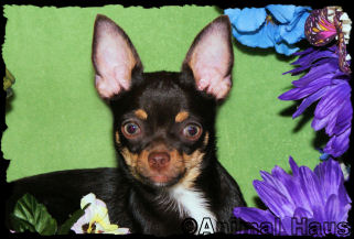 Miss Piggy the Chihuahua Puppy