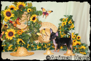 Morgan the Chihuahua puppy