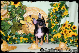 Morgan the Chihuahua puppy