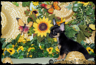 Morgan the Chihuahua puppy