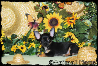 Morgan the Chihuahua puppy