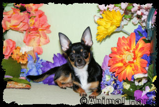 Morgan the Chihuahua puppy