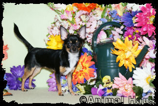 Morgan the Chihuahua puppy