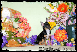 Morgan the Chihuahua puppy