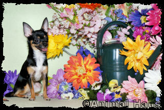 Morgan the Chihuahua puppy