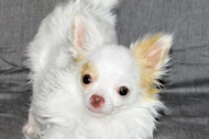 Mouse - Fawn Spotted on White Longcoat Male Chihuahua Puppy