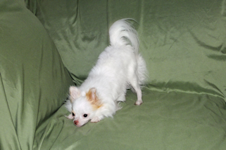 Mouse - Fawn Spotted on White Longcoat Male Chihuahua Puppy