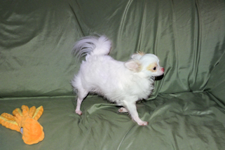 Mouse - Fawn Spotted on White Longcoat Male Chihuahua Puppy