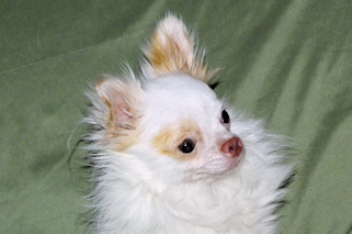 Mouse - Fawn Spotted on White Longcoat Male Chihuahua Puppy