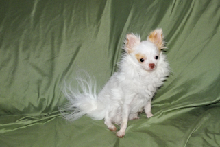 Mouse - Fawn Spotted on White Longcoat Male Chihuahua Puppy