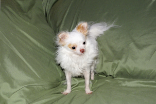 Mouse - Fawn Spotted on White Longcoat Male Chihuahua Puppy