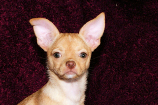 Olive the fawn female chihuahua puppy