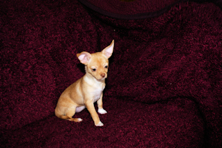 Olive the fawn female chihuahua puppy