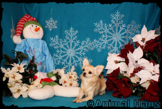 Richie the Chihuahua Puppy