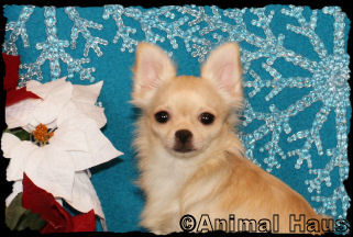 Richie the Chihuahua Puppy