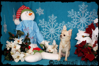 Richie the Chihuahua Puppy