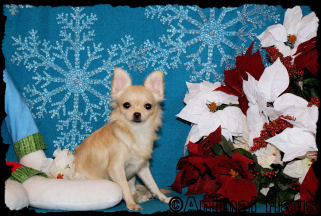Richie the Chihuahua Puppy