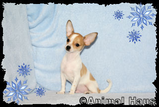 Ricky the Chihuahua puppy