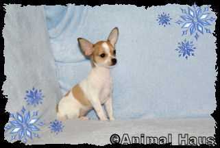 Ricky the Chihuahua puppy