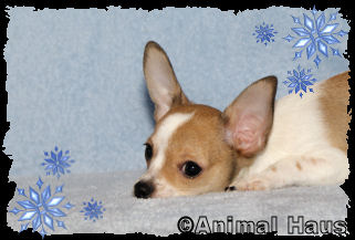 Ricky the Chihuahua puppy