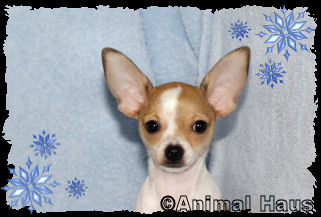 Ricky the Chihuahua puppy
